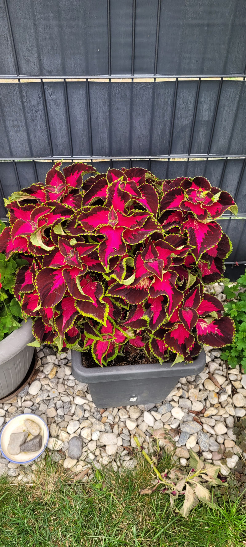 Coleus — Bild 1
