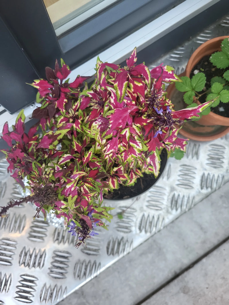 Una pianta di coleus con vistose foglie variegate di rosa e verde e piccoli fiori viola cresce in un vaso su una superficie metallica.
