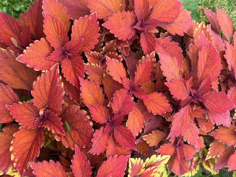 Vista dall'alto del fitto fogliame rosso-arancio di una pianta di coleus.