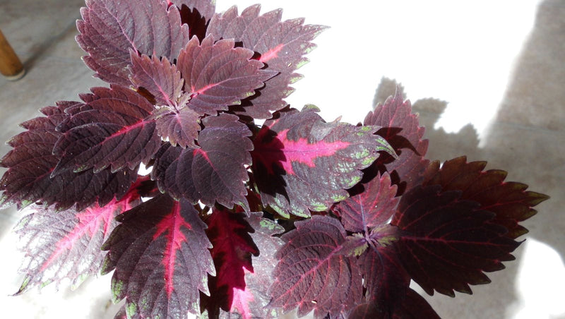 Coleus — foto 5 di 5
