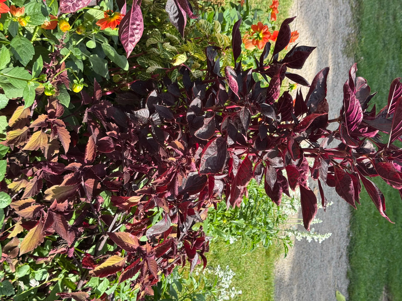 Una pianta di coleus con foglie di colore rosso scuro cresce in un'aiuola.
