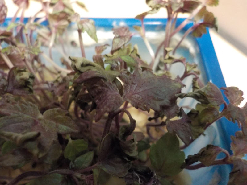 Coleus — Bild 1