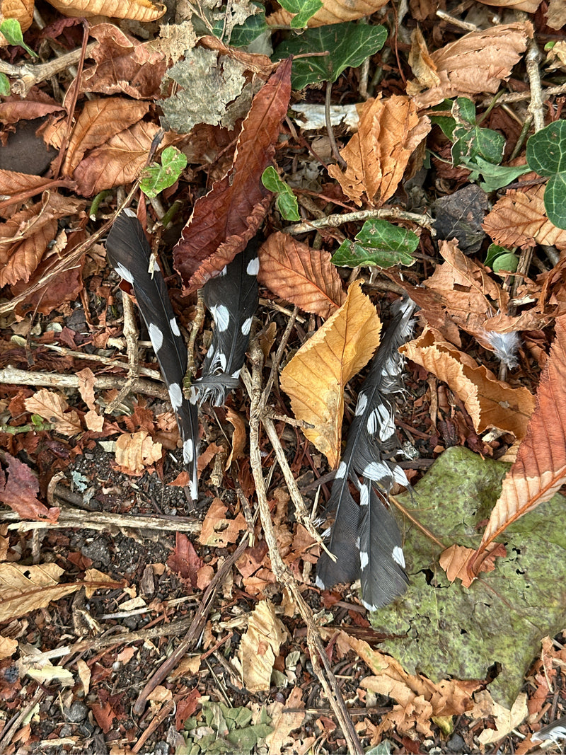 Caratteristiche piume macchiate di bianco e nero di un picchio rosso maggiore si trovano tra le foglie secche sul suolo della foresta. Le piume ben visibili ...