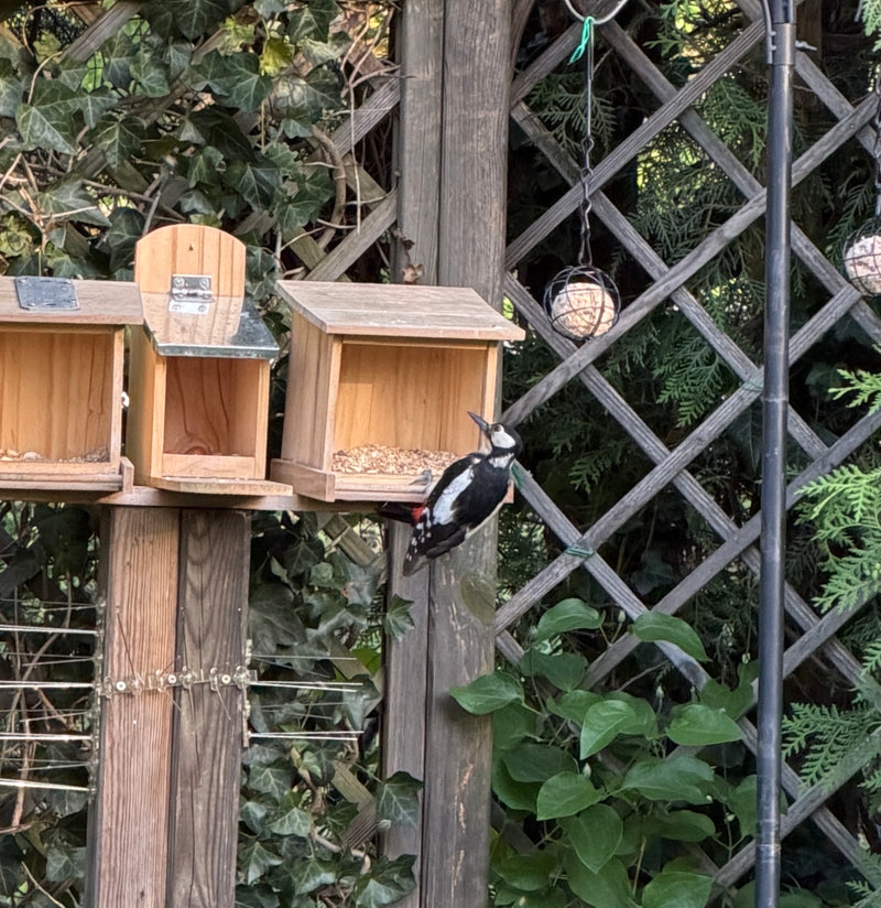Un picchio rosso maggiore è appollaiato su una mangiatoia di legno in un giardino. Edera e altre piante crescono sullo sfondo.