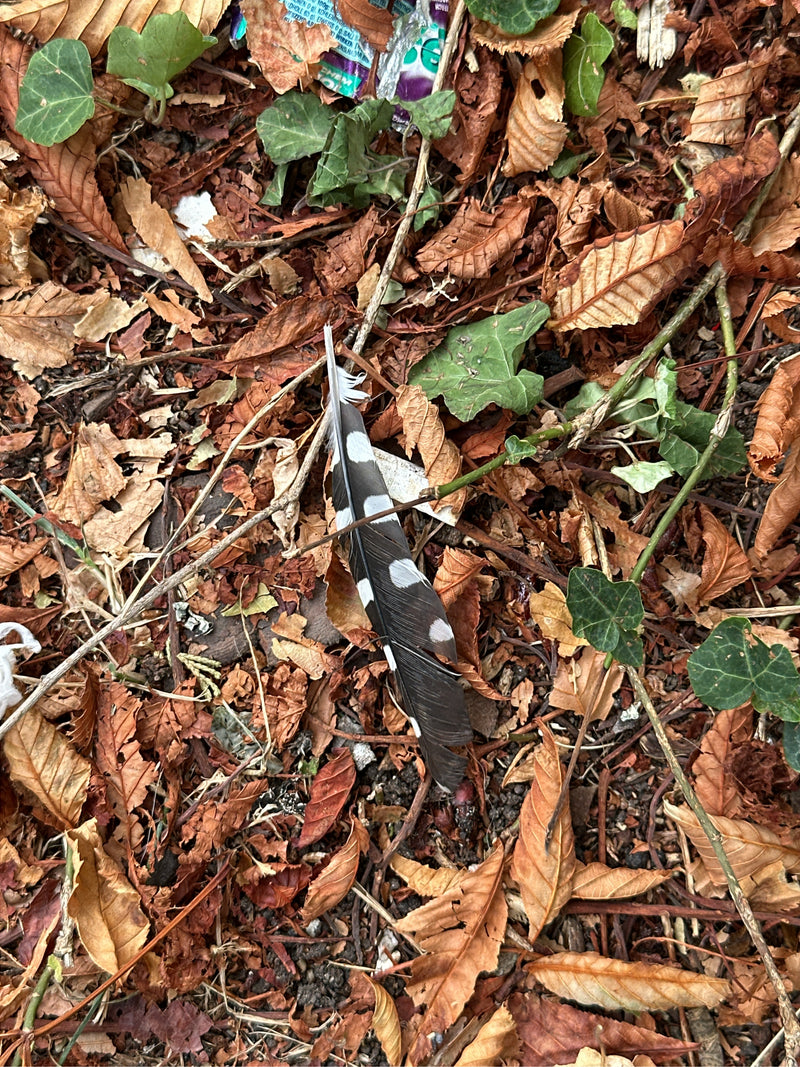 Una piuma nera e bianca chiaramente maculata di un picchio rosso maggiore si trova sul terreno del bosco circondata da foglie secche ed edera.