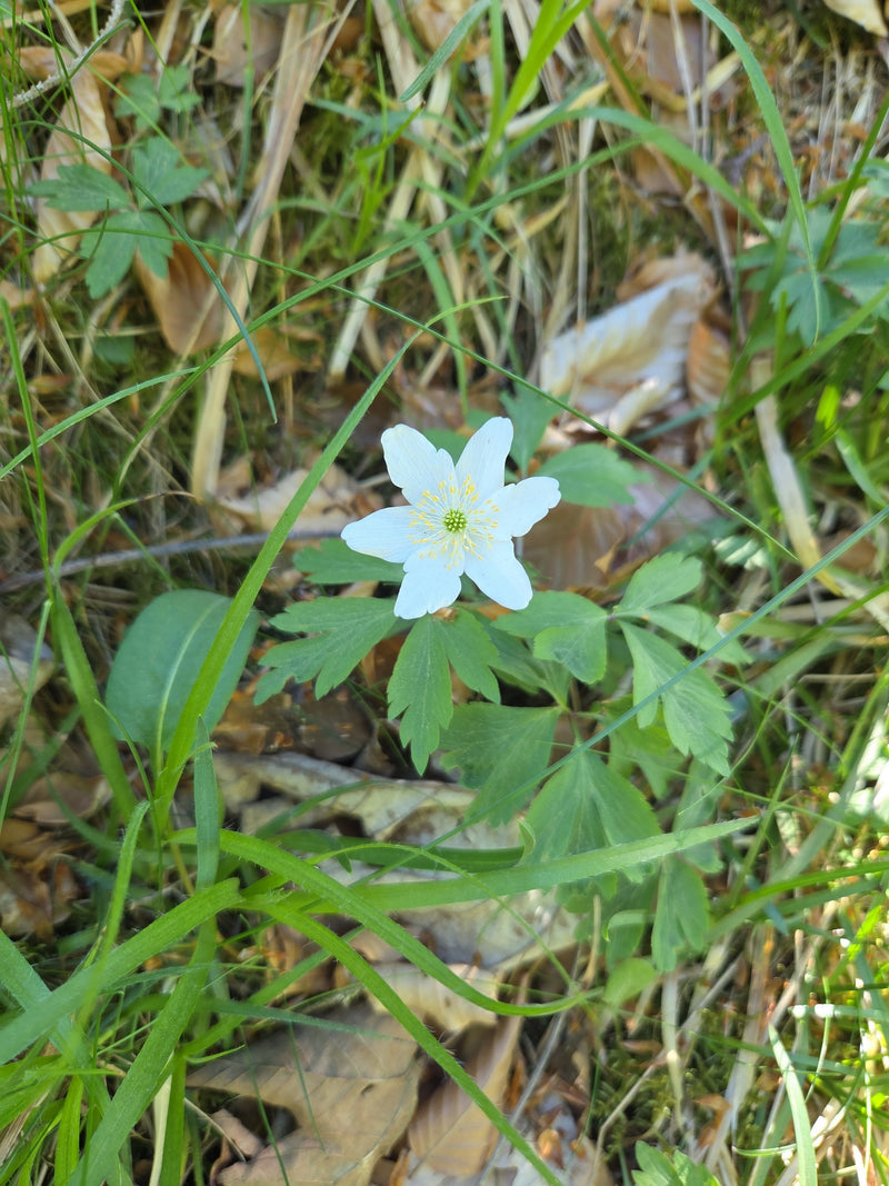 L'immagine mostra un fiore bianco di anemone bianca, circondato da foglie verdi e erba sul terreno della foresta.