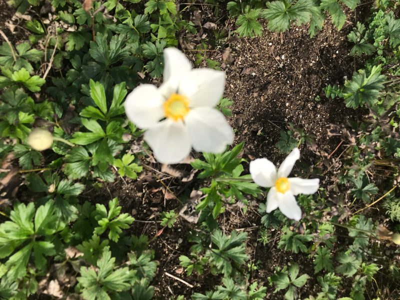 L'immagine mostra due fiori bianchi di anemone nemorosa con centro giallo che crescono su un terreno boschivo ricoperto di fogliame verde. La vista dall'alto...