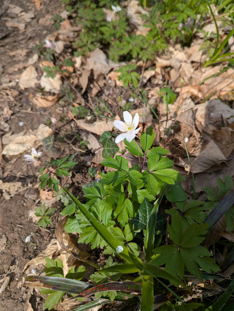 L'immagine mostra un anemone dei boschi con tipici petali bianchi e foglie verdi su un terreno boschivo.