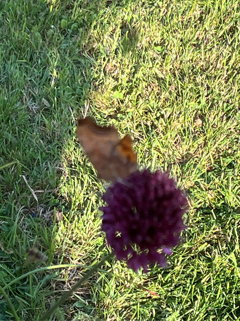 Farfalla C — foto 1 di 20