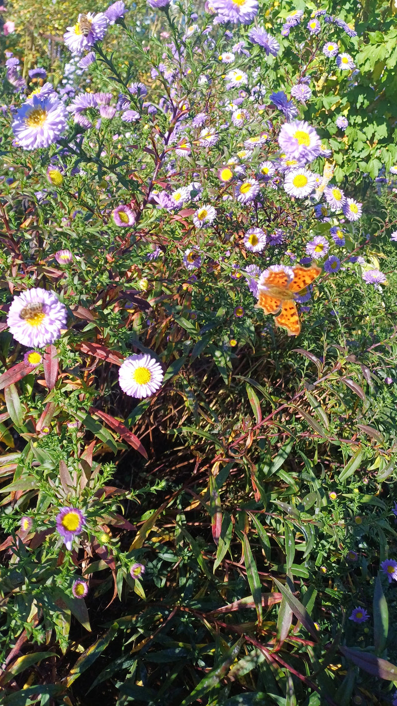 Una farfalla C bianco sosta ad ali aperte su un astro viola fiorito.