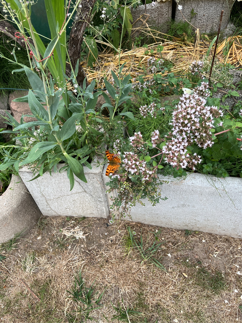 Farfalla C — foto 4 di 20