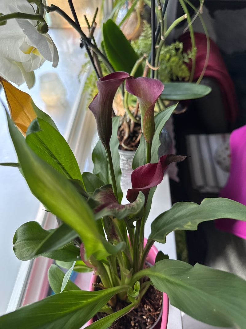 Giglio di Calla — Bild 1