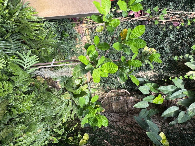 Cashewbaum — foto 2 di 2