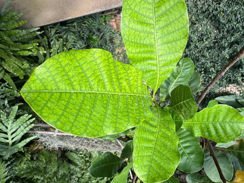 Cashewbaum — foto 1 di 2