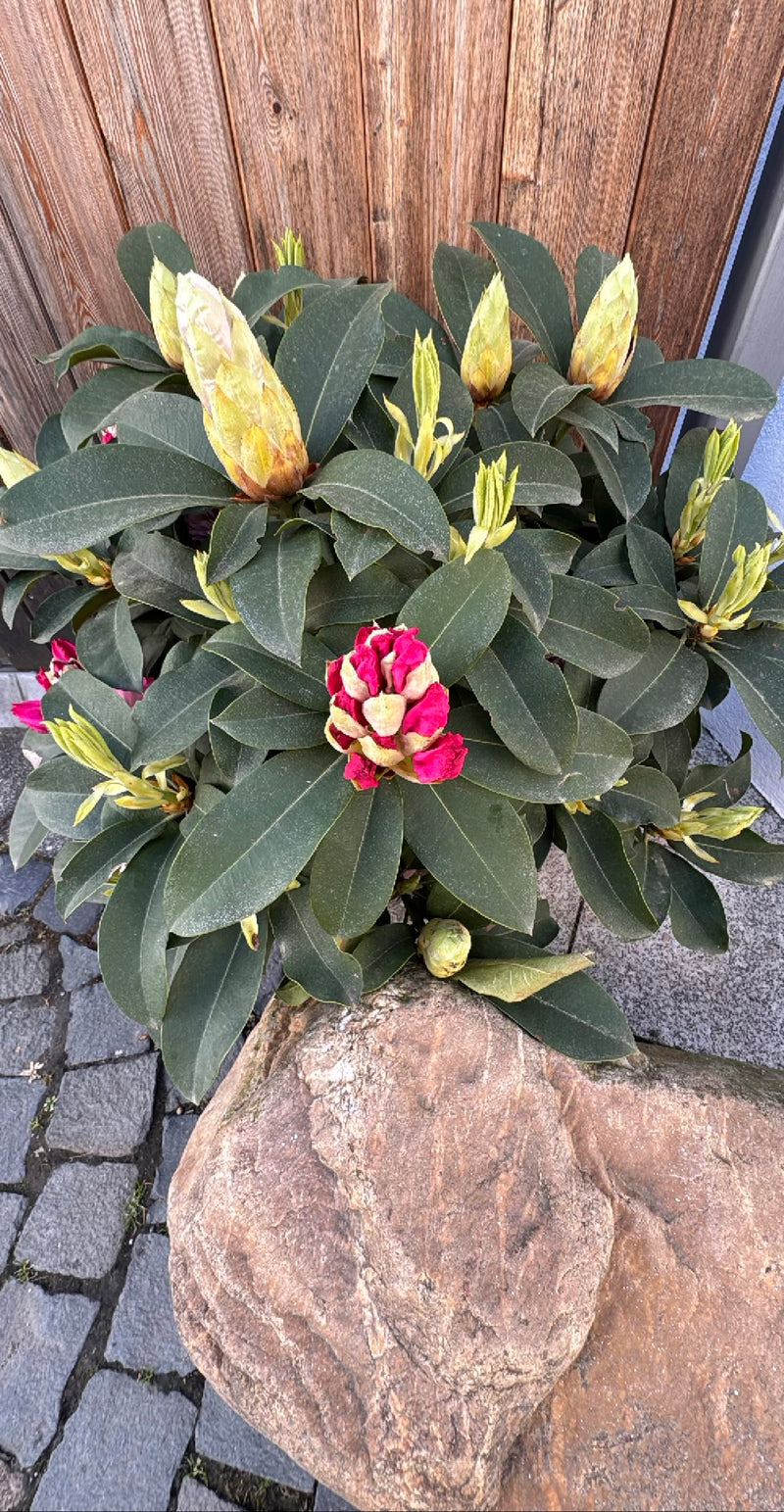 Rododendro Catawba — Bild 1