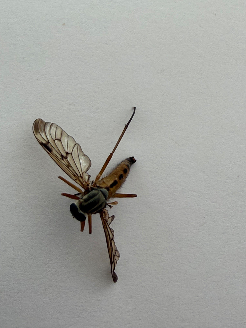 Volare con la pistola camaleonte — Bild 1