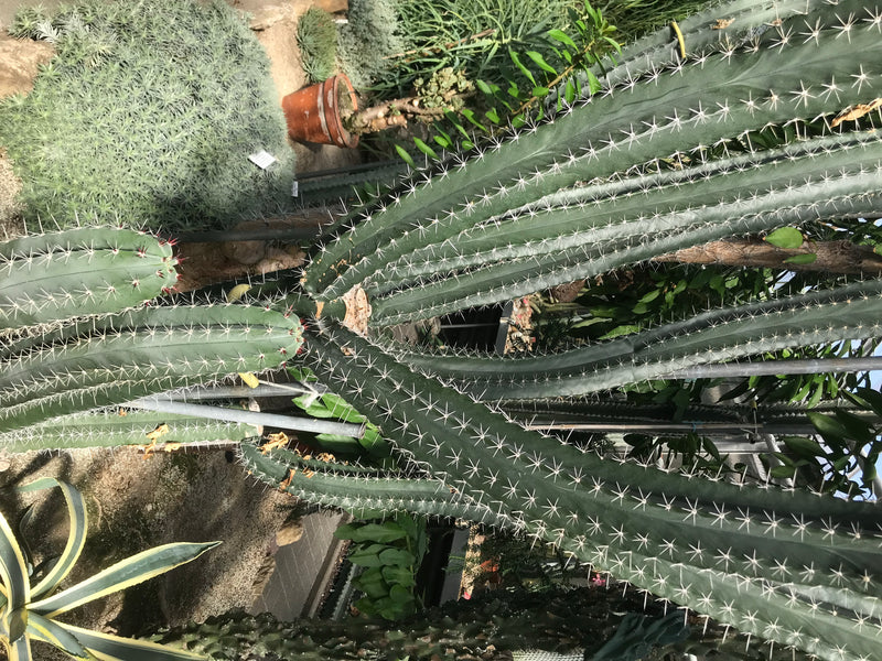 Chichipe-Kaktus — foto 2 di 2