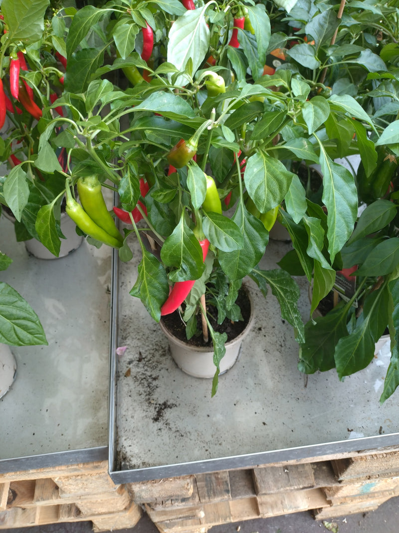 Peperoni — Bild 1