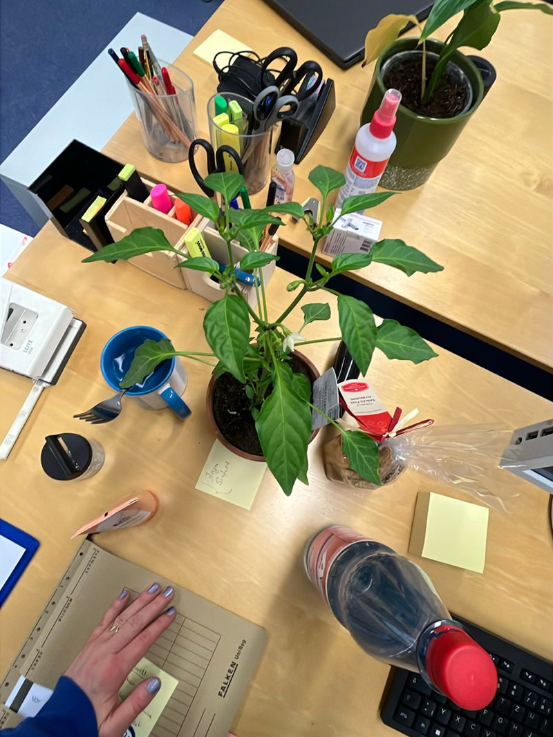 Una pianta di peperone verde in un vaso da fiori marrone si trova su una scrivania, circondata da articoli da ufficio. La pianta mostra foglie verdi e primi ...