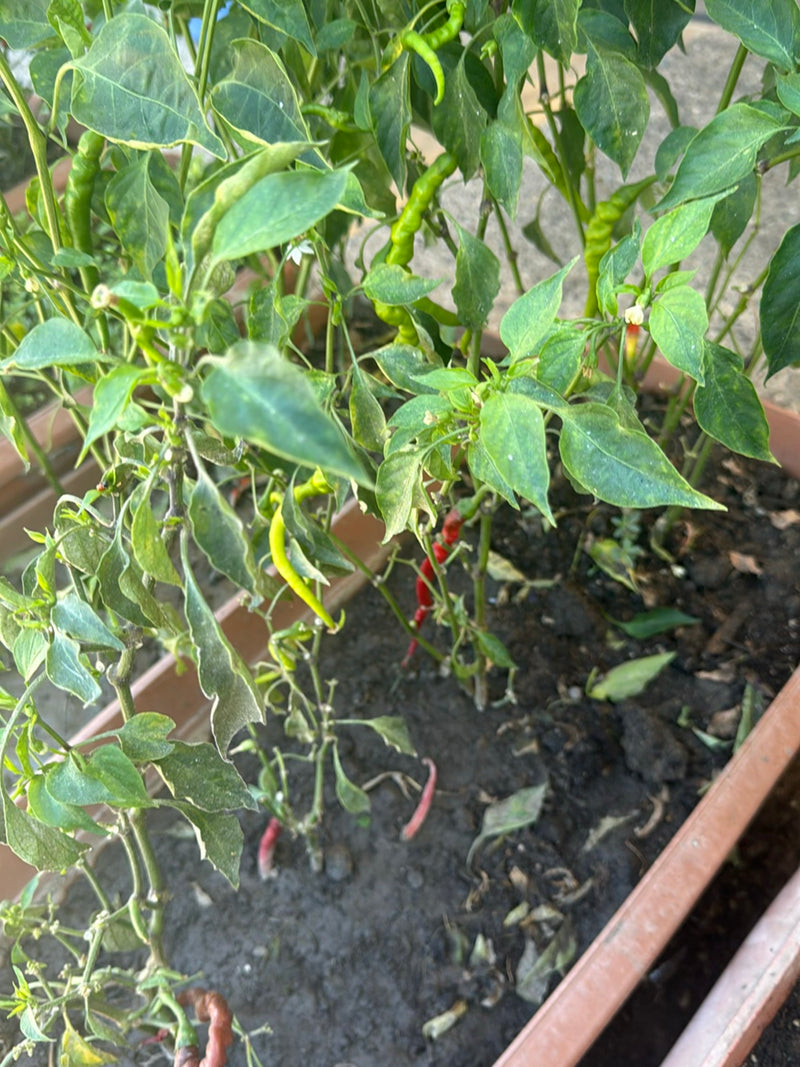 L'immagine mostra una pianta di peperoncino sana in una fioriera marrone. Diversi baccelli verdi acerpi e rossi maturi pendono dai fusti e dalle foglie verdi.