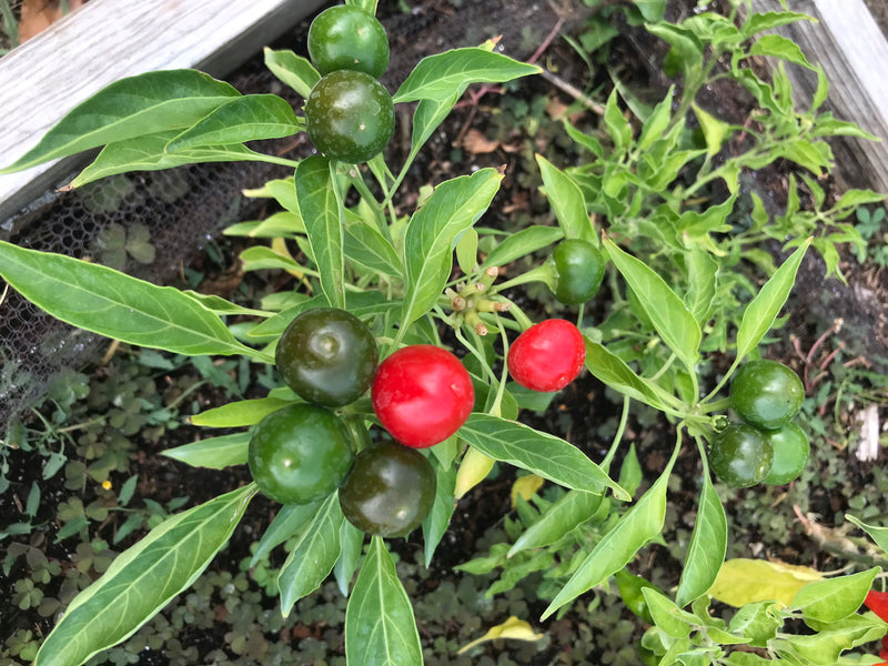 L'immagine mostra una pianta di peperoncino vista dall'alto, con numerosi frutti verdi e alcuni frutti rossi maturi. La pianta cresce in un letto da giardino.
