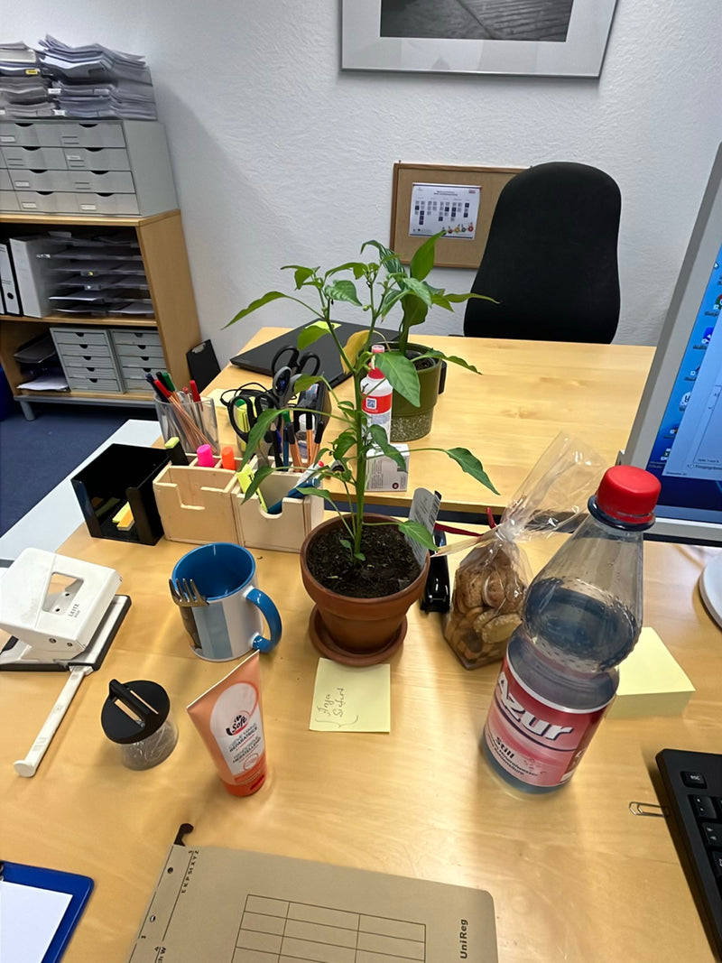 Una giovane pianta di peperoncino si trova in un vaso di fiori su una scrivania da ufficio. È circondata da vari articoli di cancelleria e bevande.