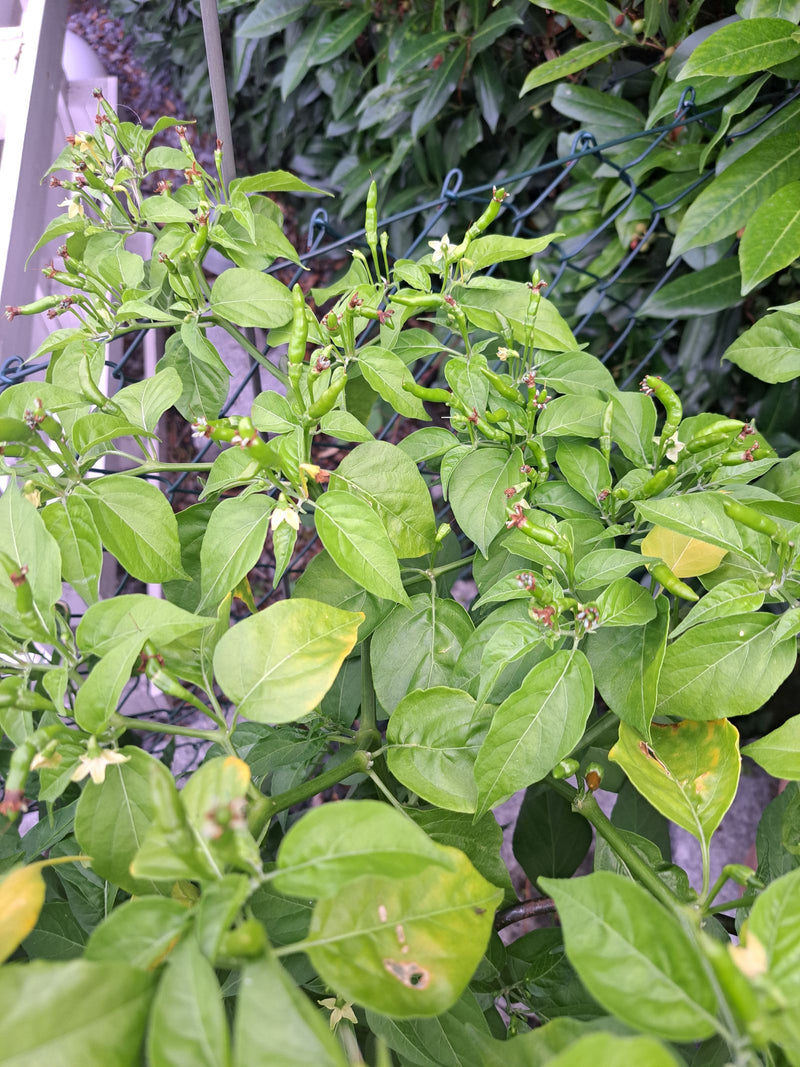 L'immagine mostra una pianta di peperoncino verde con numerose foglie, piccoli fiori bianchi e frutti acerbi in crescita. Lo scatto riprende la pianta dall'a...
