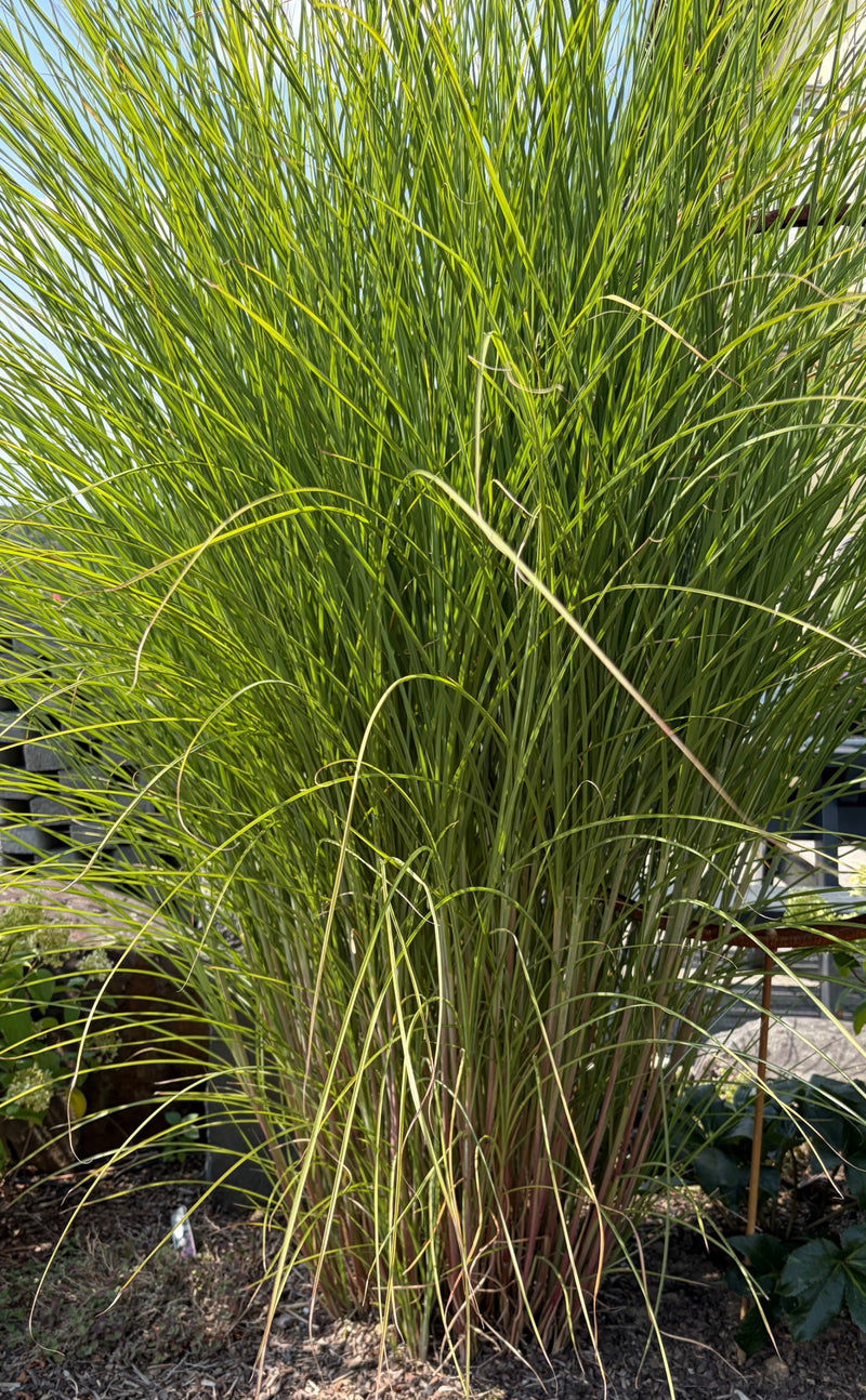Si vede un grande e denso esemplare di miscanto con steli e foglie lunghi e stretti in un'aiuola del giardino. La pianta cresce a cespuglio e riempie l'inter...