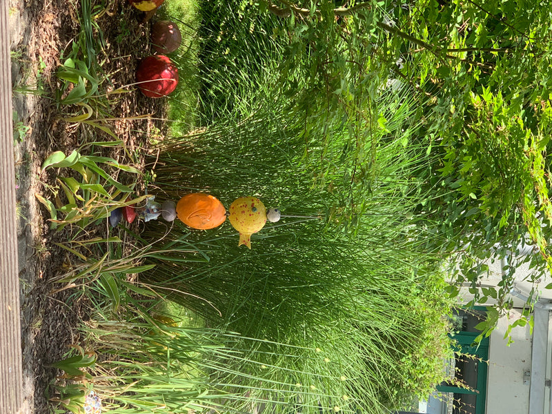 Si vede un fitto cespuglio di eulalia in un'aiuola con pacciame e decorazioni da giardino. I lunghi e stretti steli crescono in modo cespuglioso.