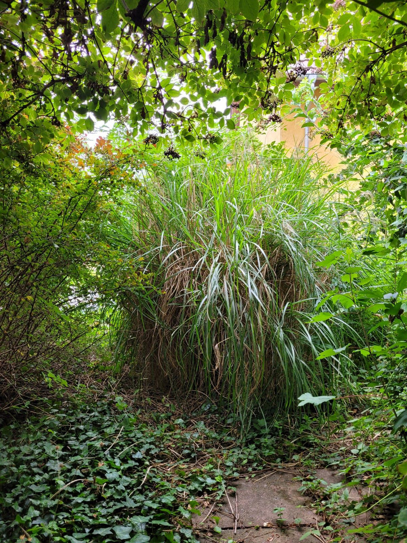 Si vede un grande e cespuglioso miscanto in un giardino, circondato da arbusti e alberi. La pianta cresce sul terreno in mezzo al verde.