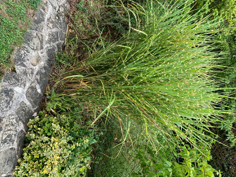 L'immagine mostra una grande pianta di miscanto che cresce in un giardino accanto a un muro di pietra.