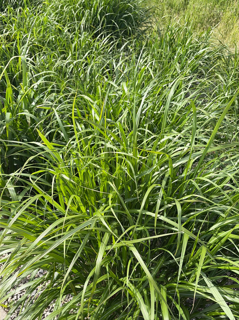 L'immagine mostra un denso popolamento di eulalia con le sue caratteristiche foglie verdi lunghe. La pianta cresce in un ambiente naturale.