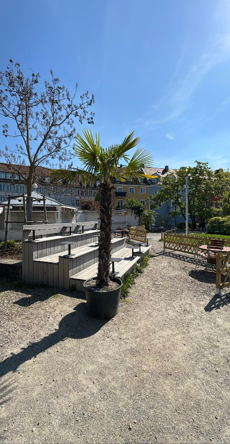 Palma di canapa — Bild 1
