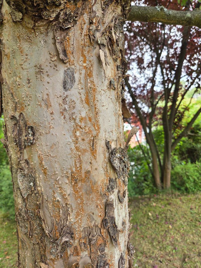 Olmo cinese — foto 1 di 3