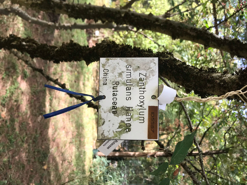 Chinesischer Pfeffer — foto 4 di 4