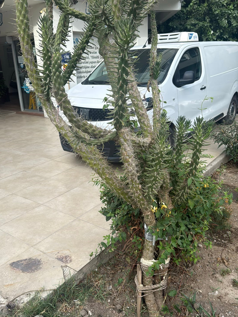 Cactus Cholla (genere) — Bild 2