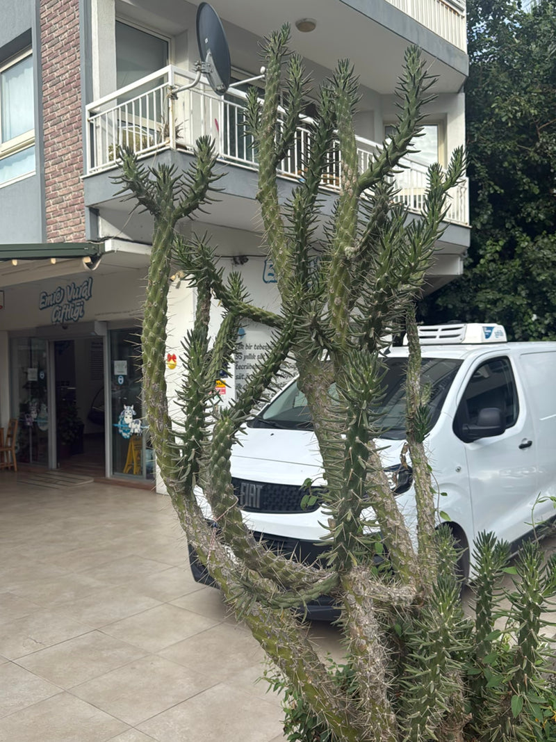 Cactus Cholla (genere) — Bild 1