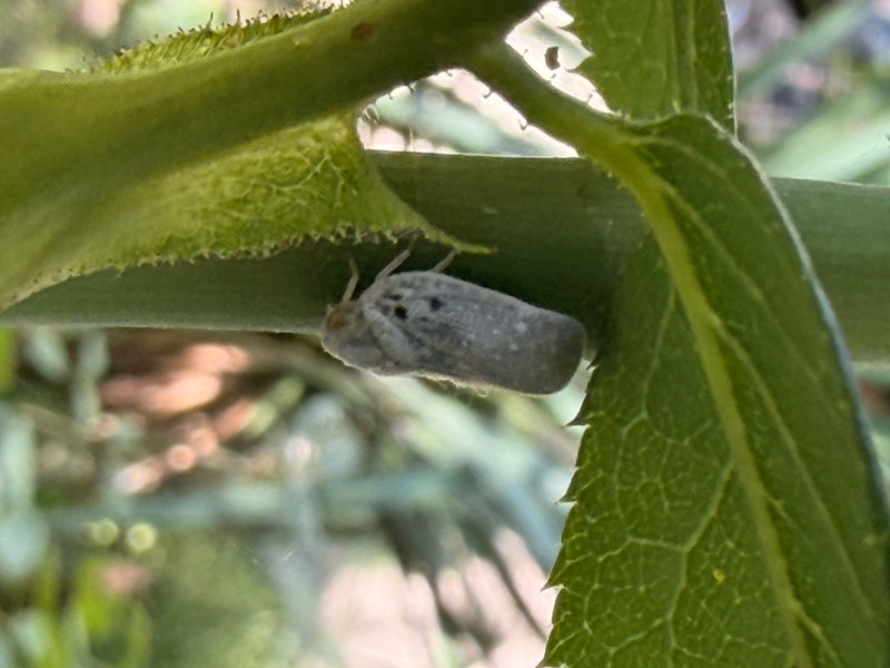 Cicalina degli agrumi — Bild 1