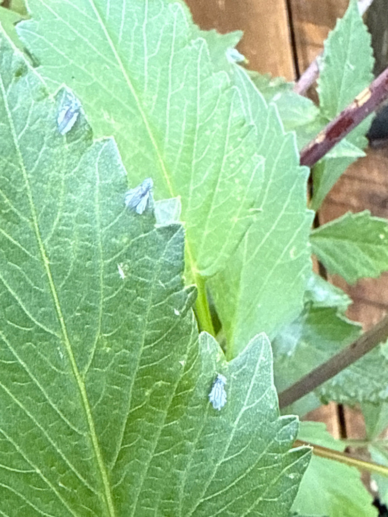 Diversi esemplari di metcalfa con la caratteristica cera pruinosa grigio-azzurra riposano sui bordi di foglie verdi.