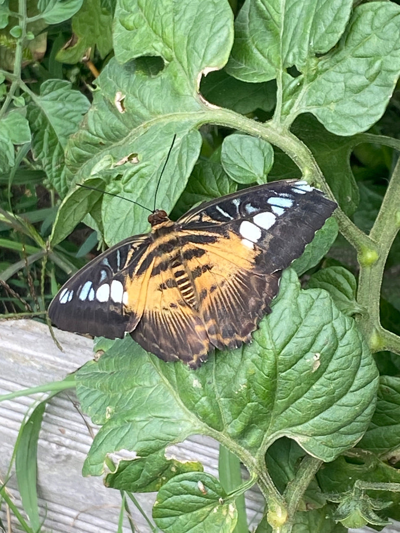 Clipper — foto 1 di 4