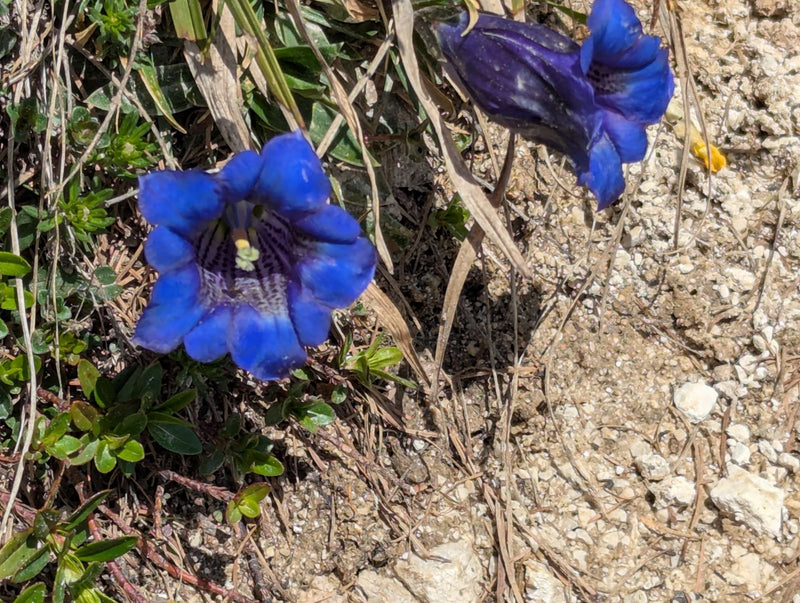 Genziana Clusius — Bild 1