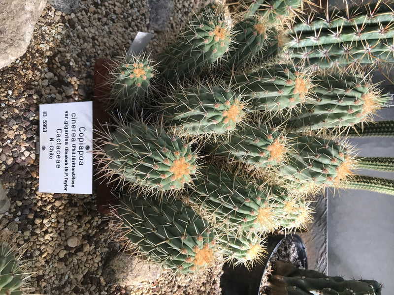 Copiapoa cinerea var. gigantea — foto 1 di 1