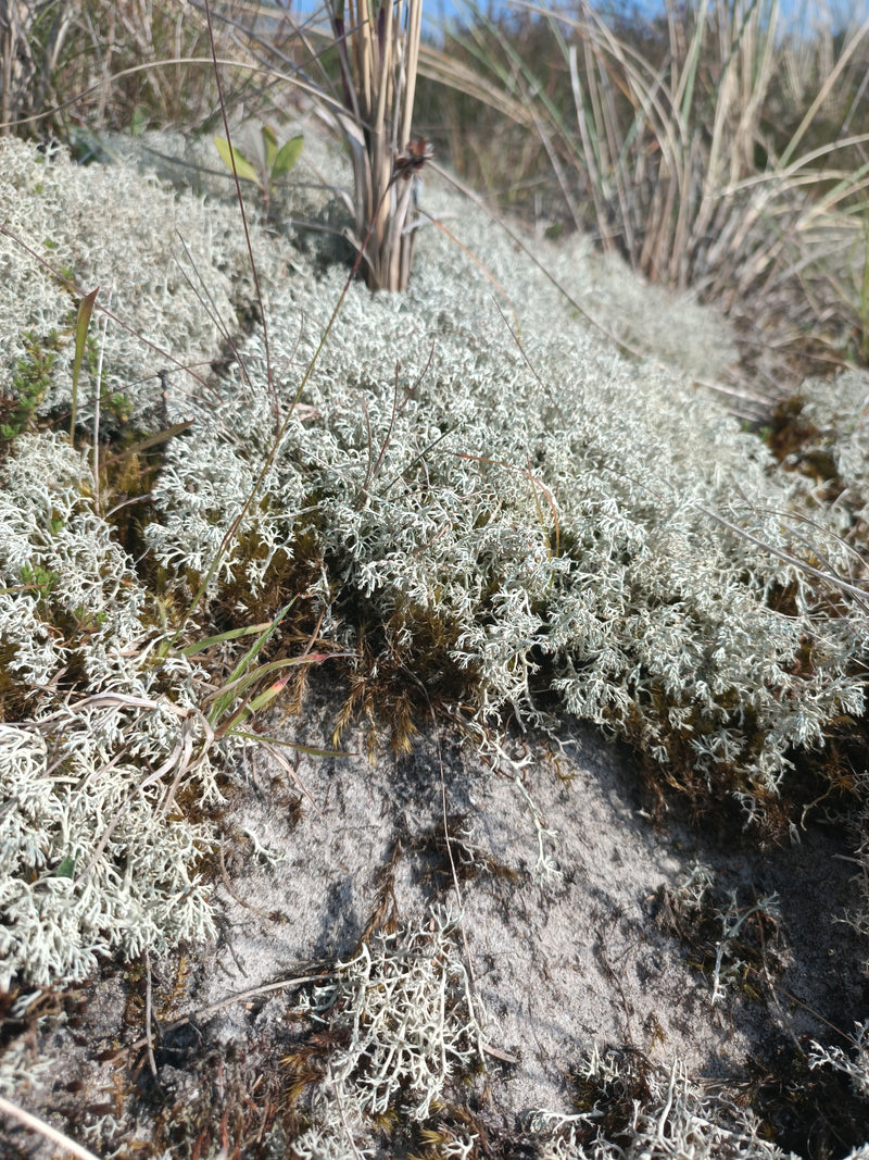 Licheni delle renne delle dune — Bild 1