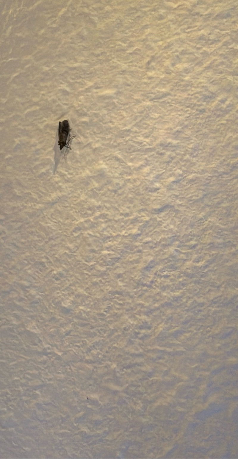 Una tignola fasciata del tabacco riposa in posizione immobile su una parete chiara e strutturata. L'insetto è chiaramente visibile.