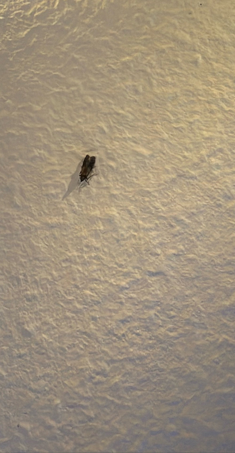 Una tignola fasciata del grano si trova su una parete chiara e strutturata. L'insetto è immobile a riposo.