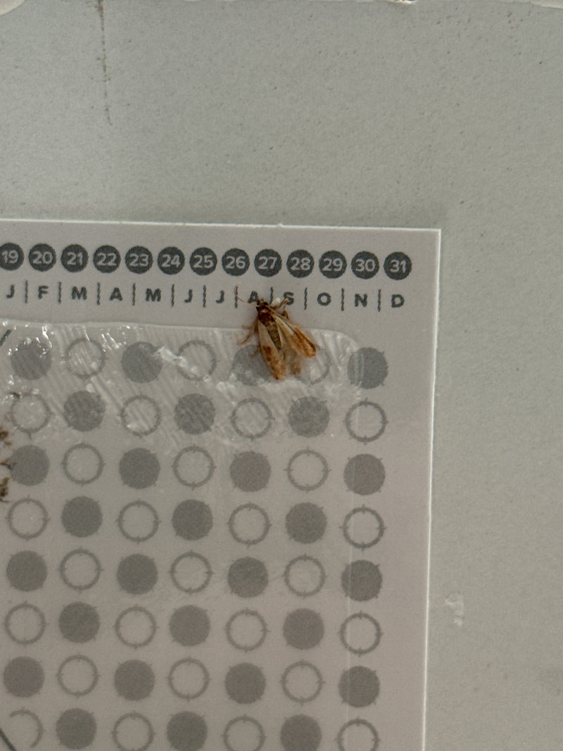 L'immagine mostra una tignola fasciata del tabacco posata su un calendario di carta attaccato a un muro. Le ali bicolori caratteristiche della farfalla sono ...