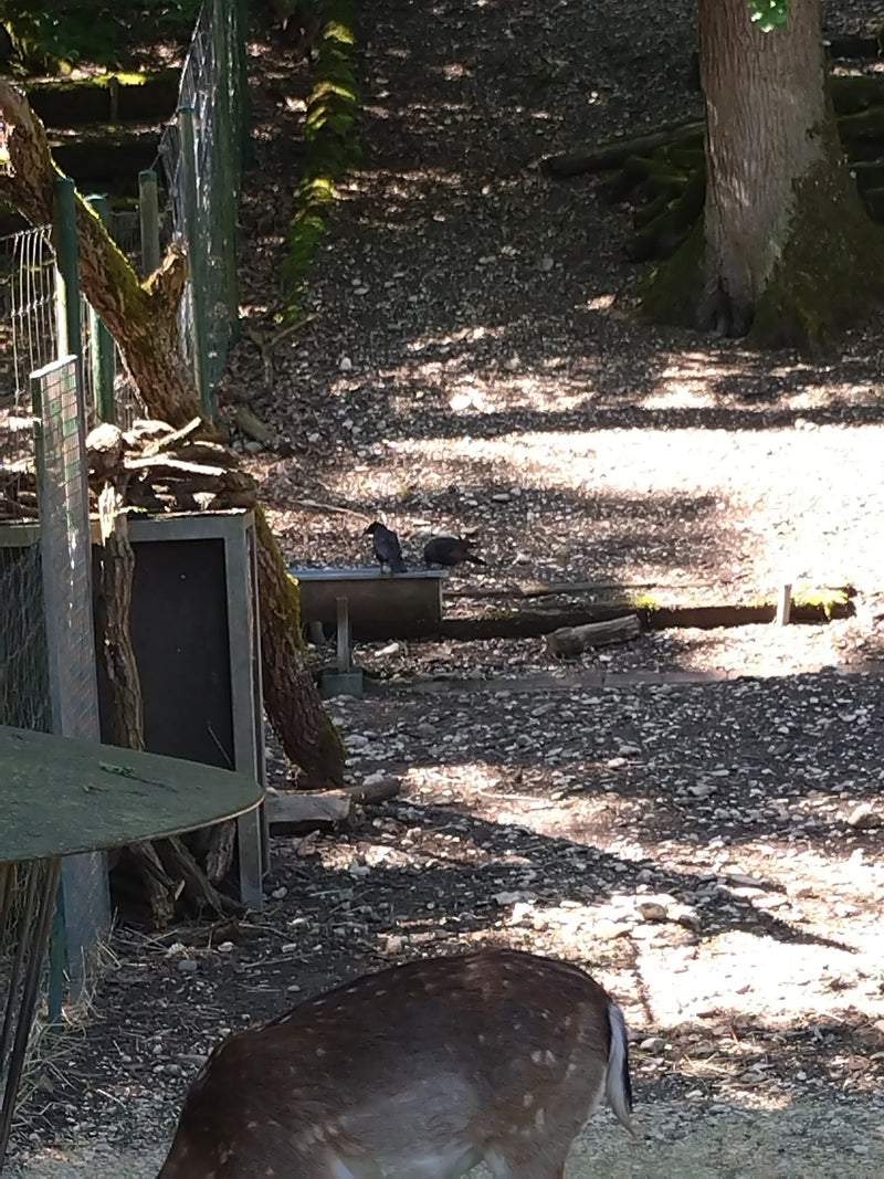 Daino — Bild 2