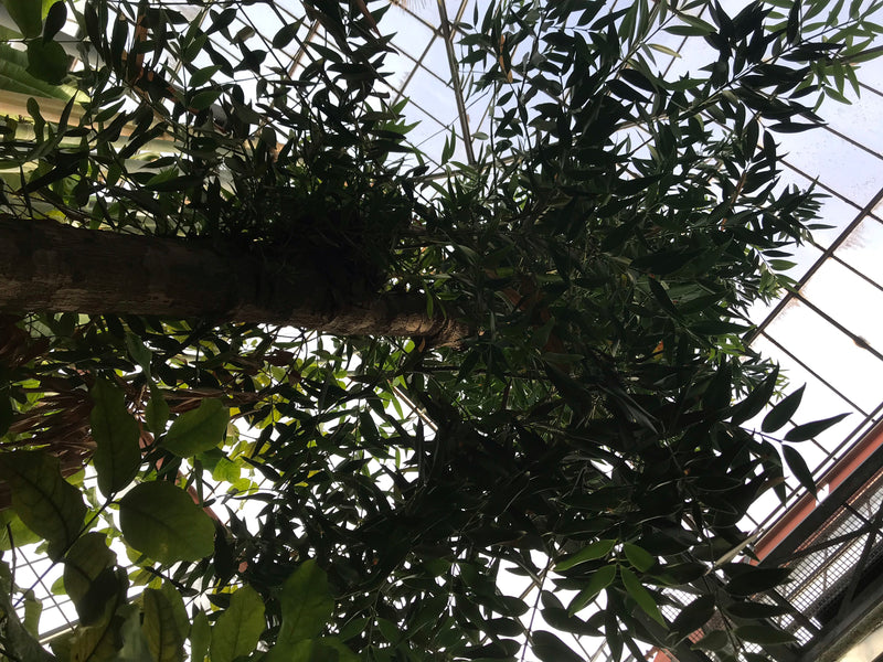 Dammara-Baum — foto 2 di 2