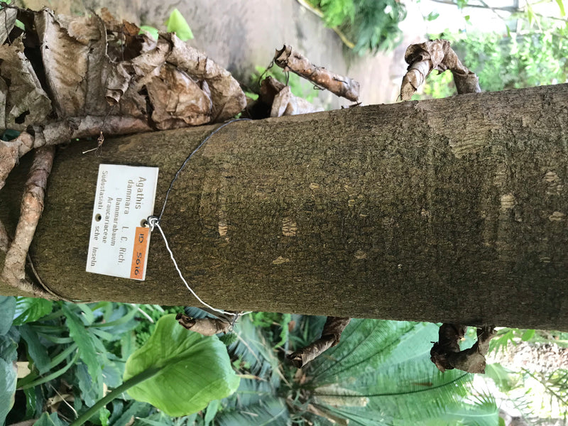 Dammara-Baum — foto 1 di 2