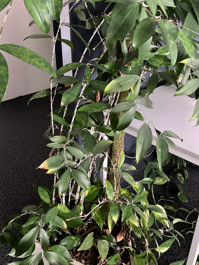 Orchidea Dendrobium — Bild 3
